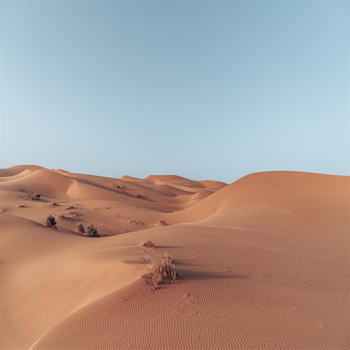 Barren Beauty