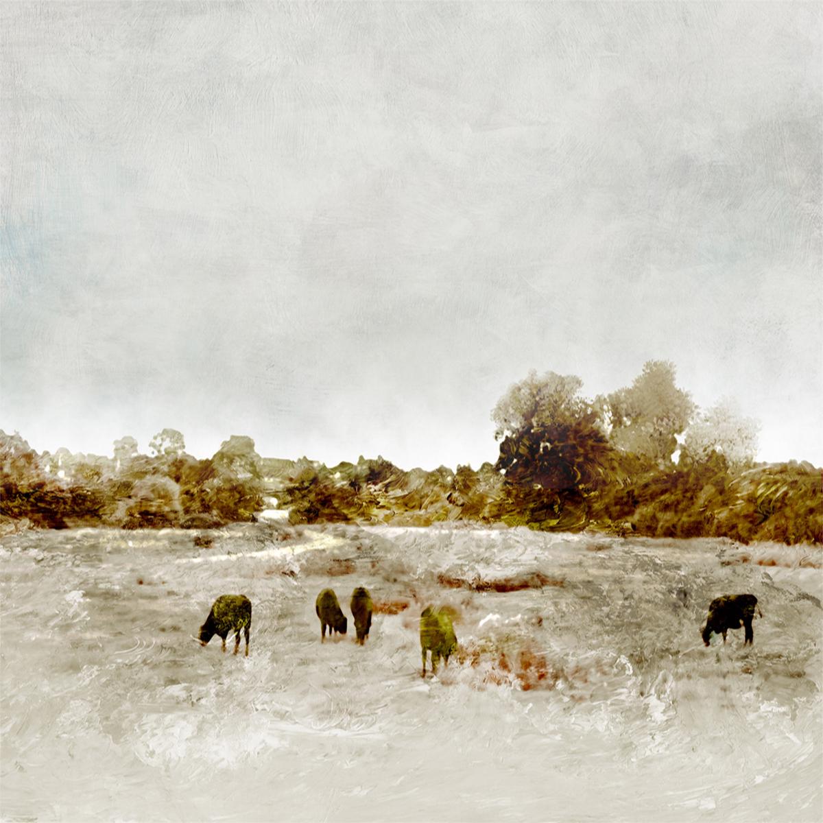 Cows By The Sea