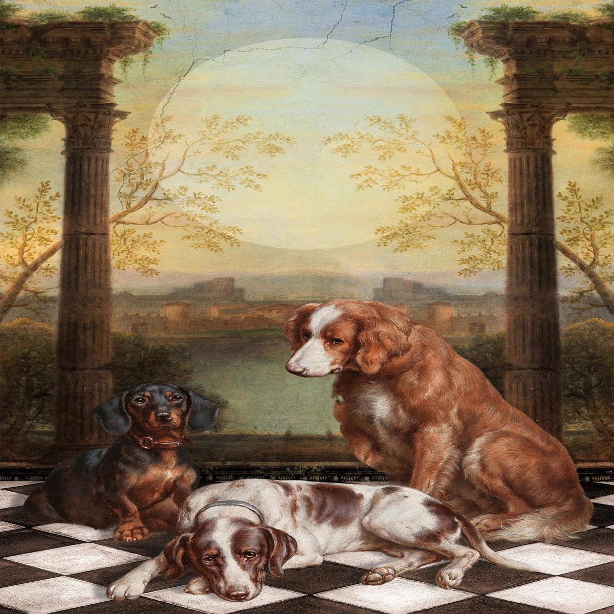 Midnight Dogs