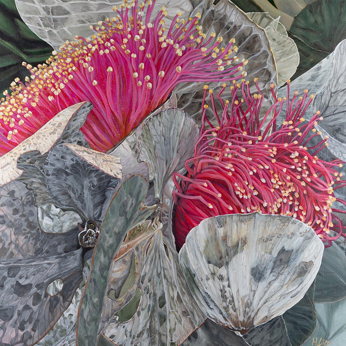 Eucalyptus Macrocarpa