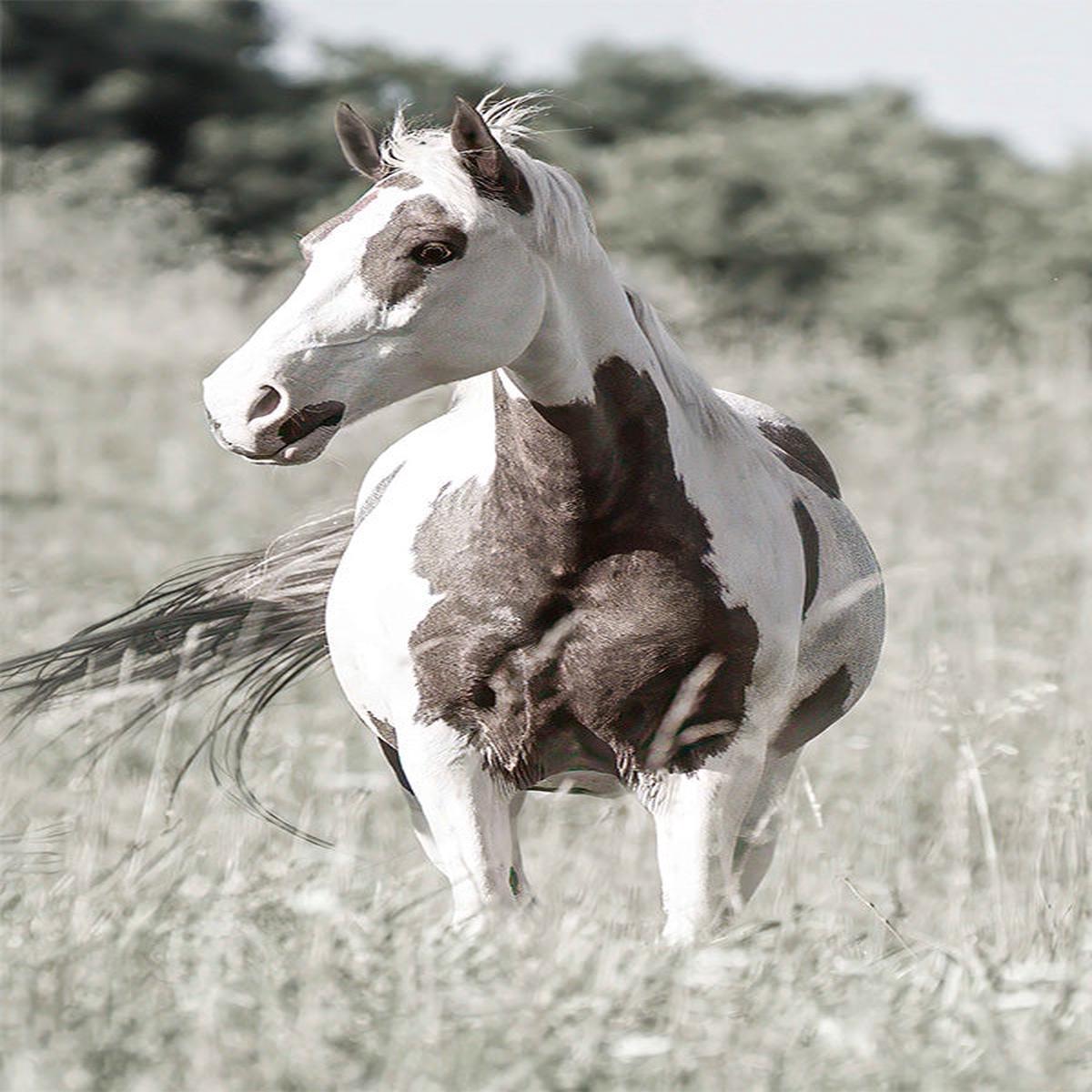 Pasture Grace