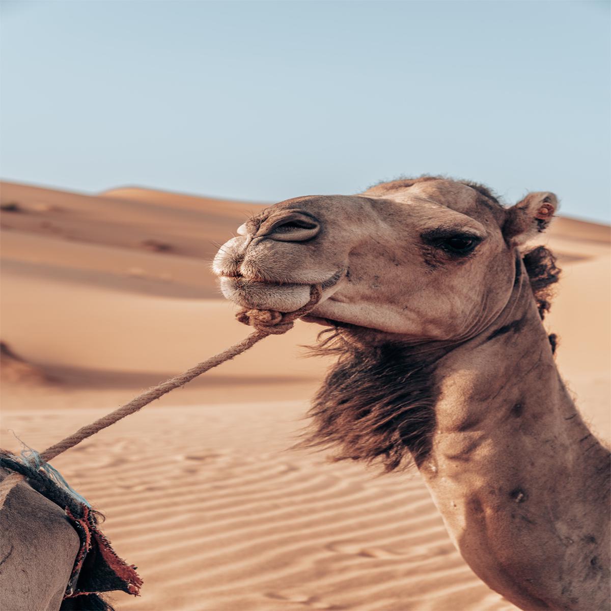Camel's Grace