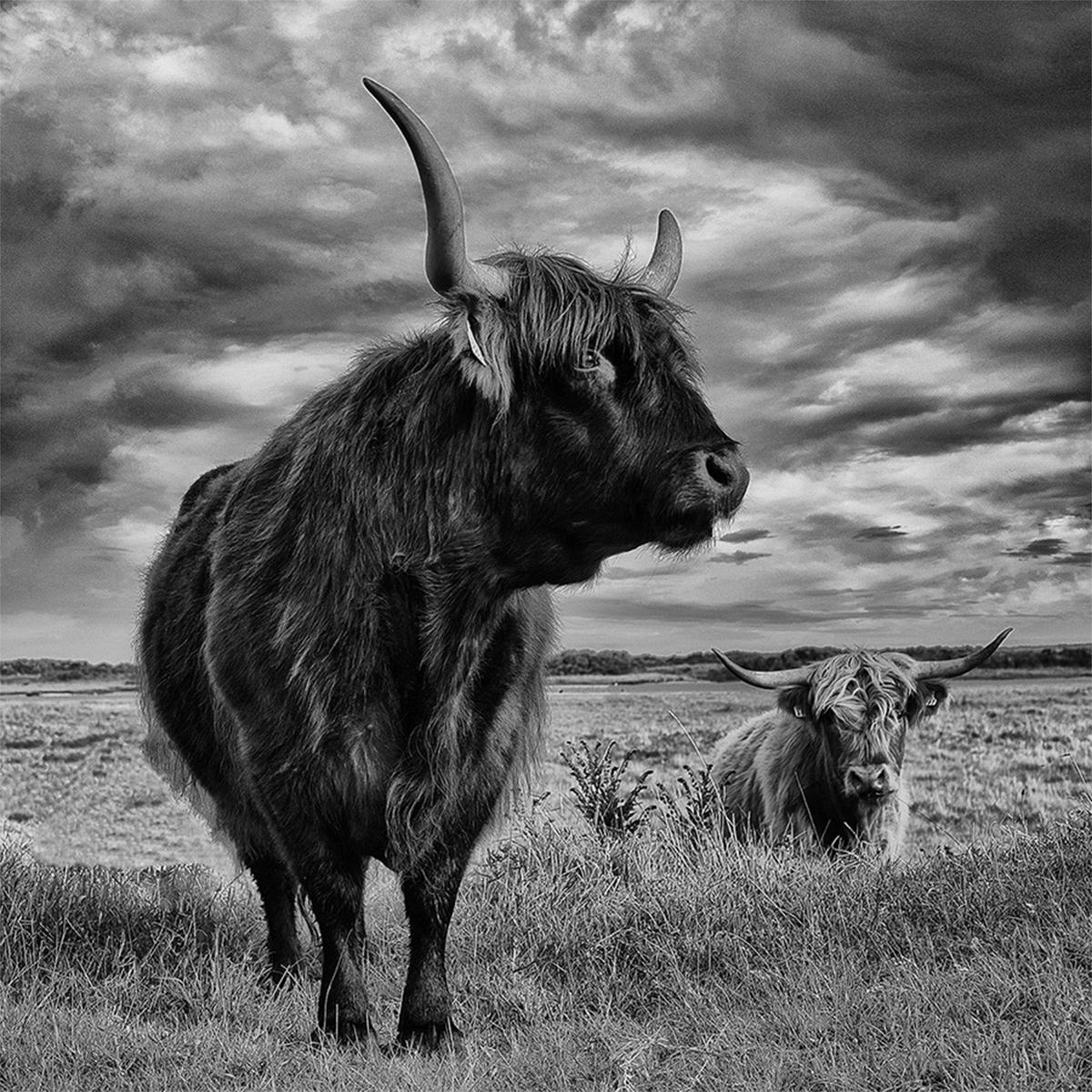 Pecqueux, Highlands