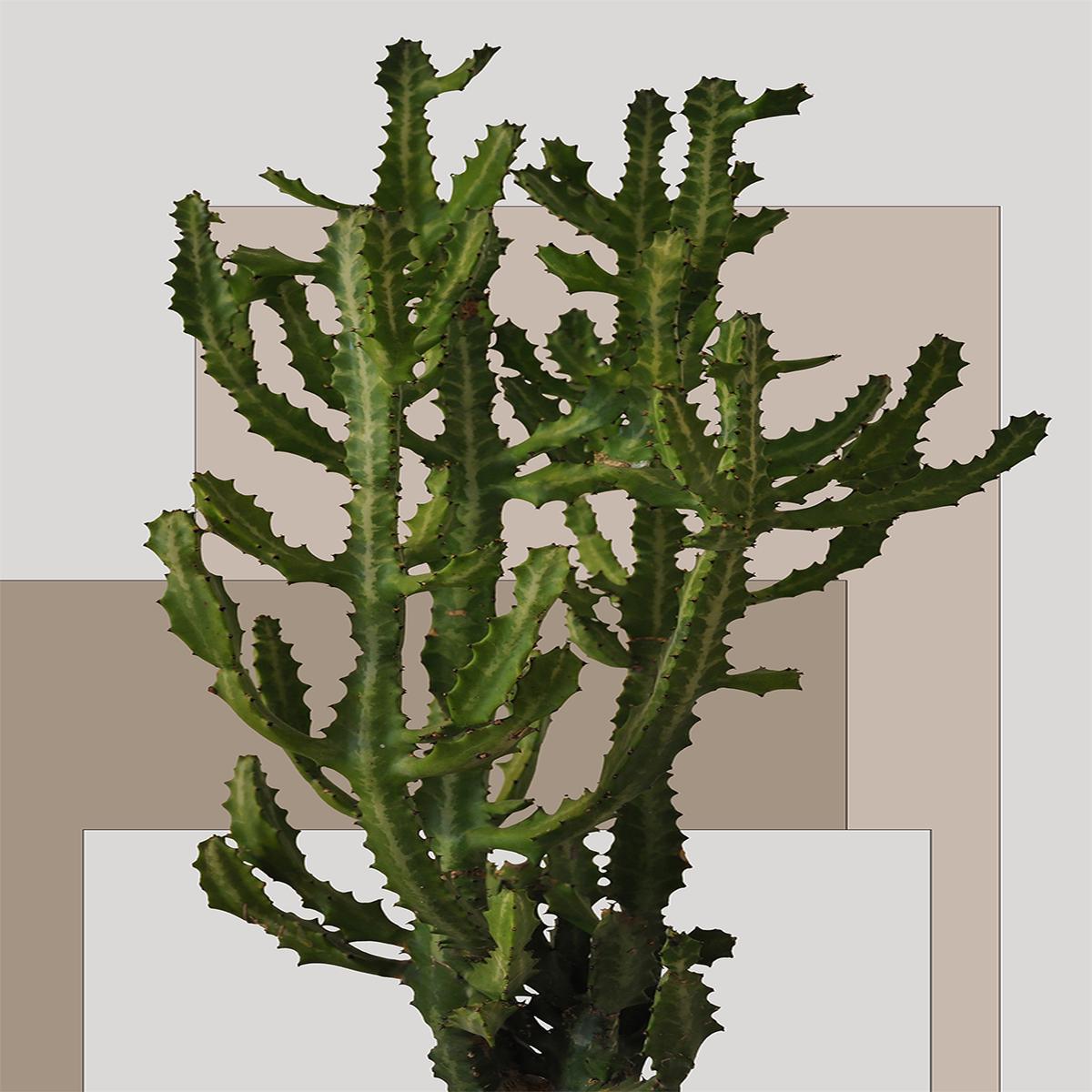 Botanical Block