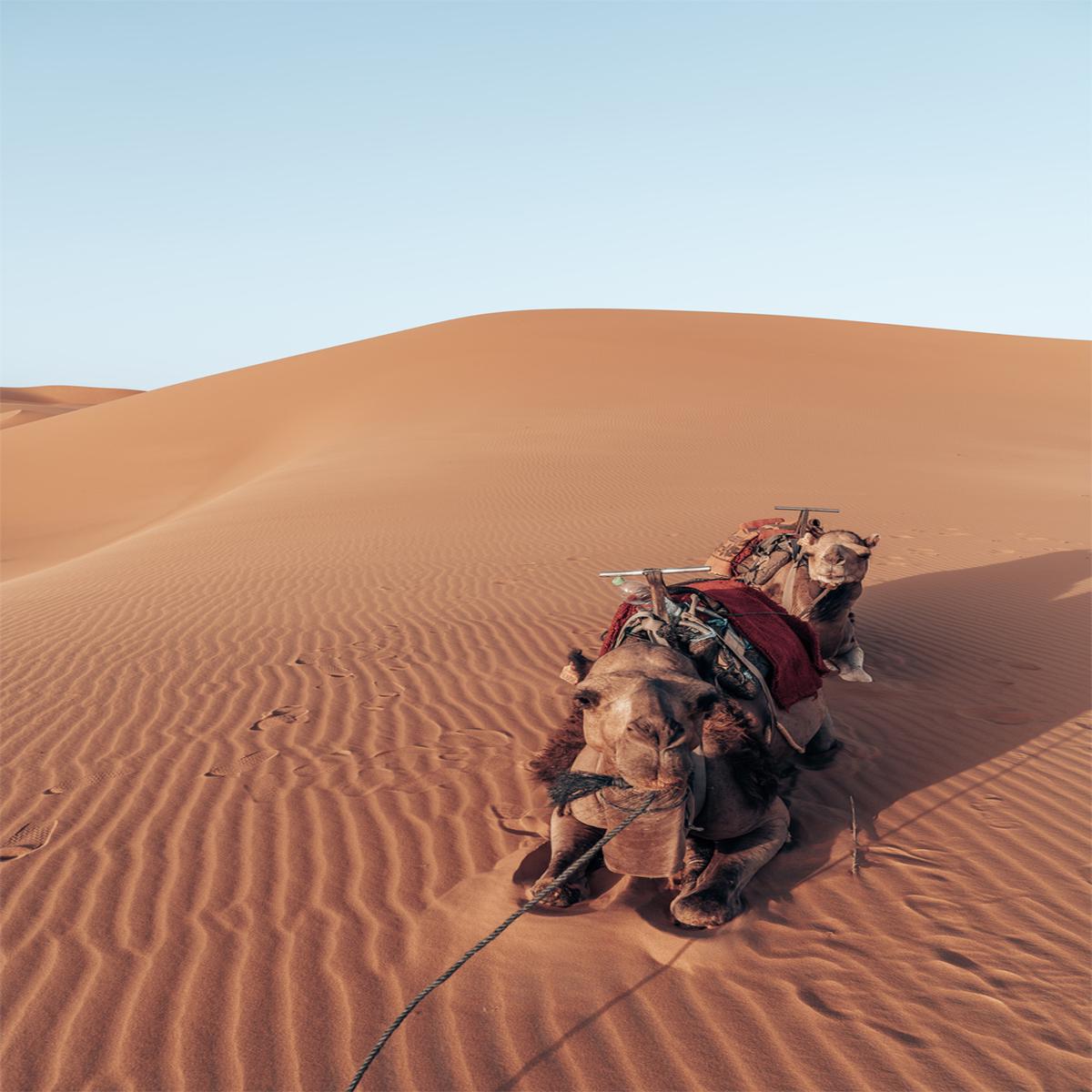 Camel's Rest