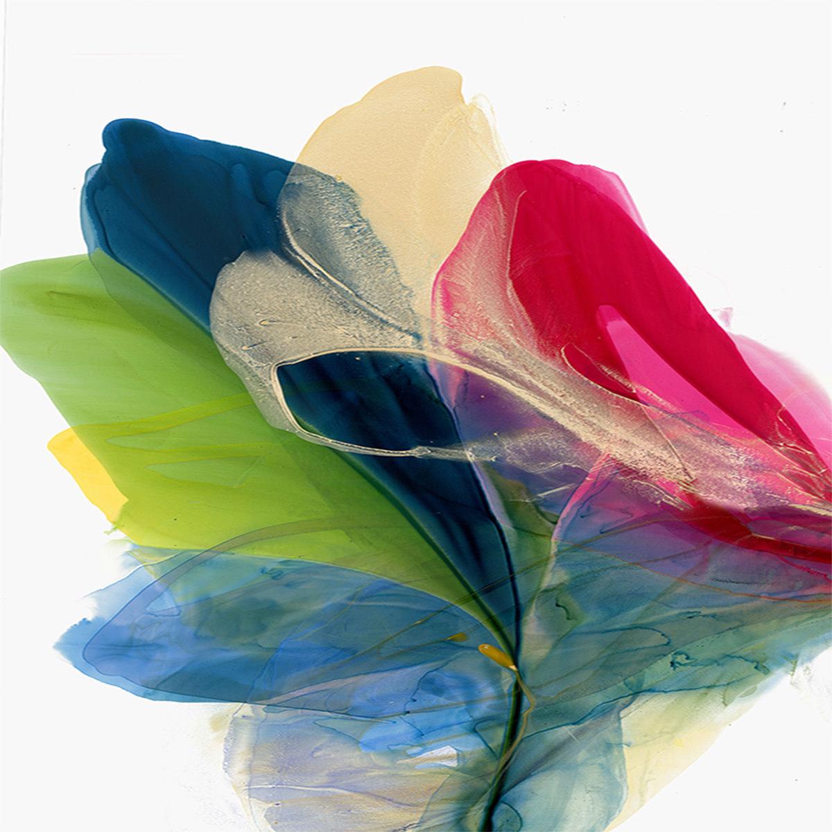 Colorful Petals in Motion