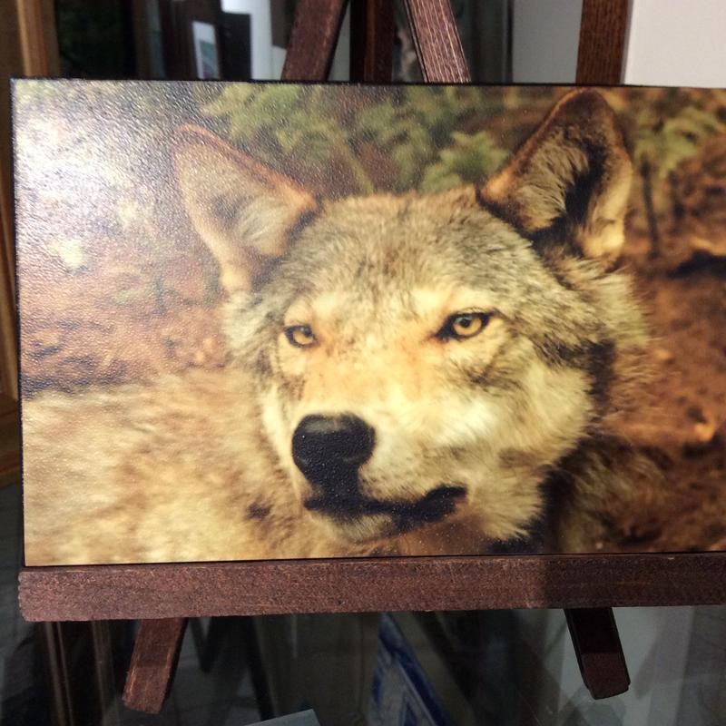 Wolf - rough canvas on hand stained easel