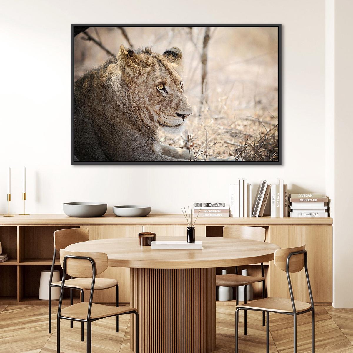 Young Lion, by Sharon Vardy