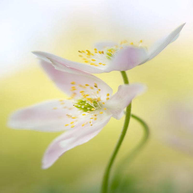 Windflowers