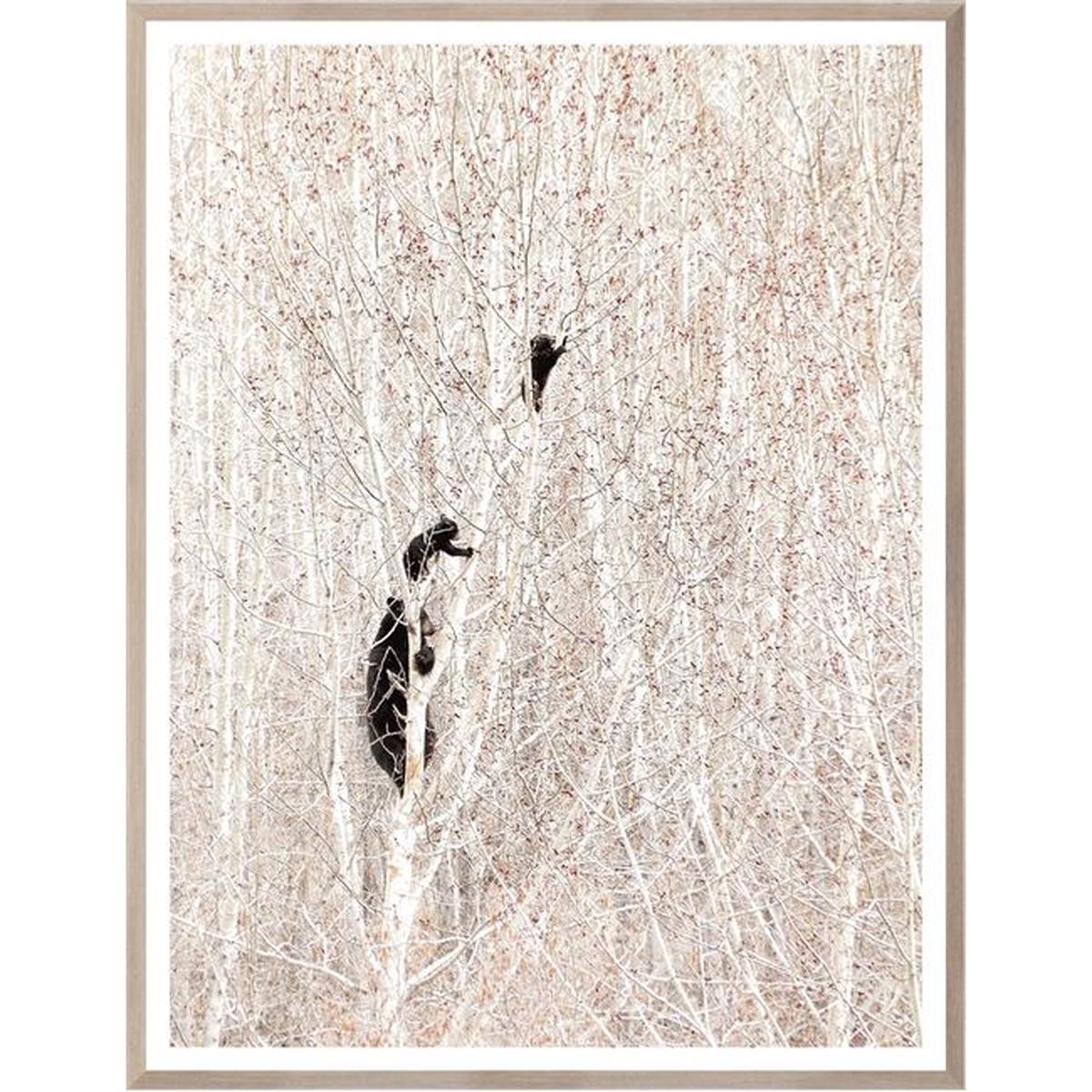 Bears in a Birch Forest - Oak | Large