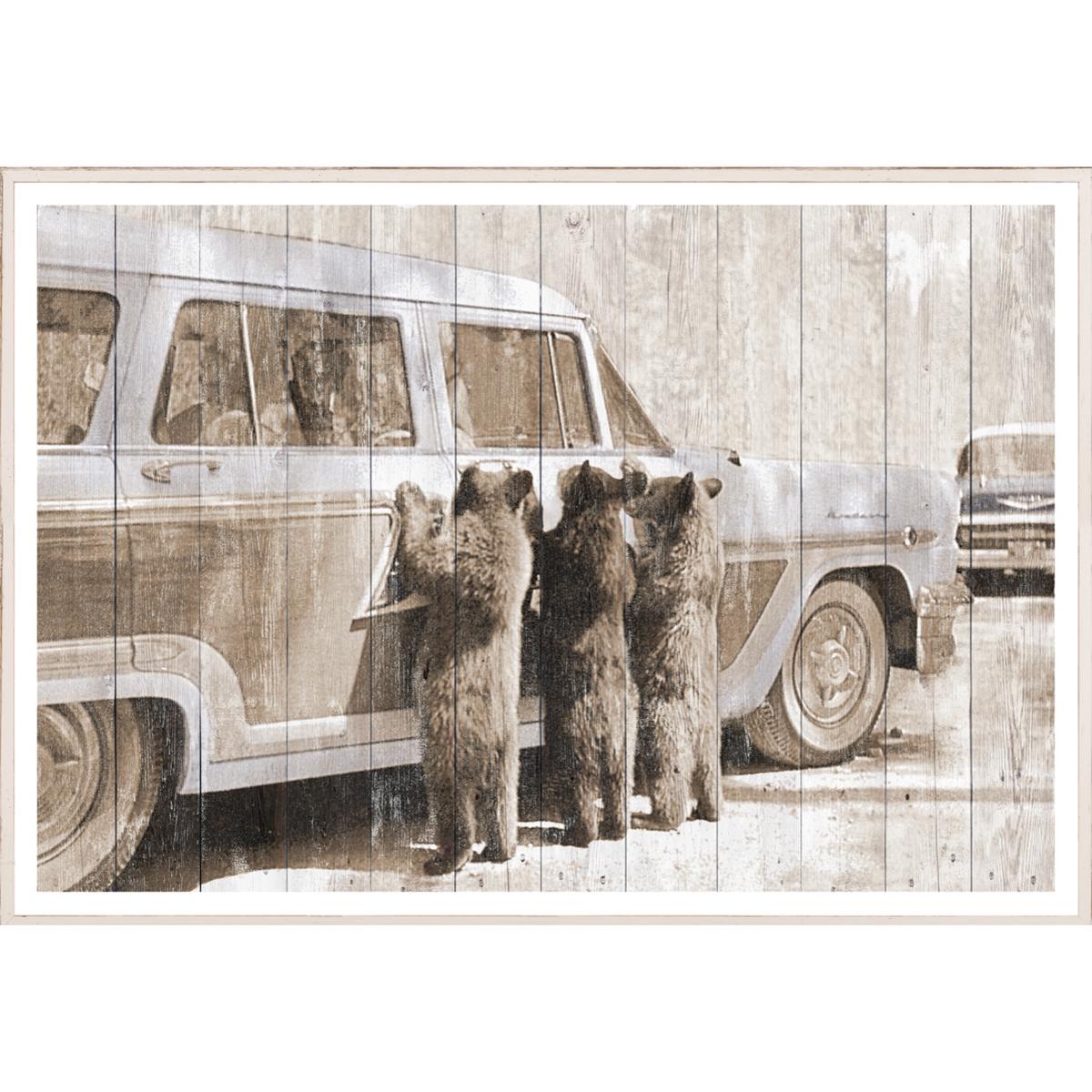 Bears in Yellowstone C. 1950 - Large