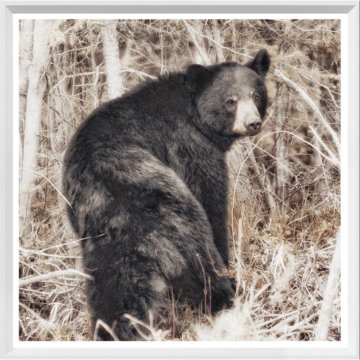 Black Bear White - Large