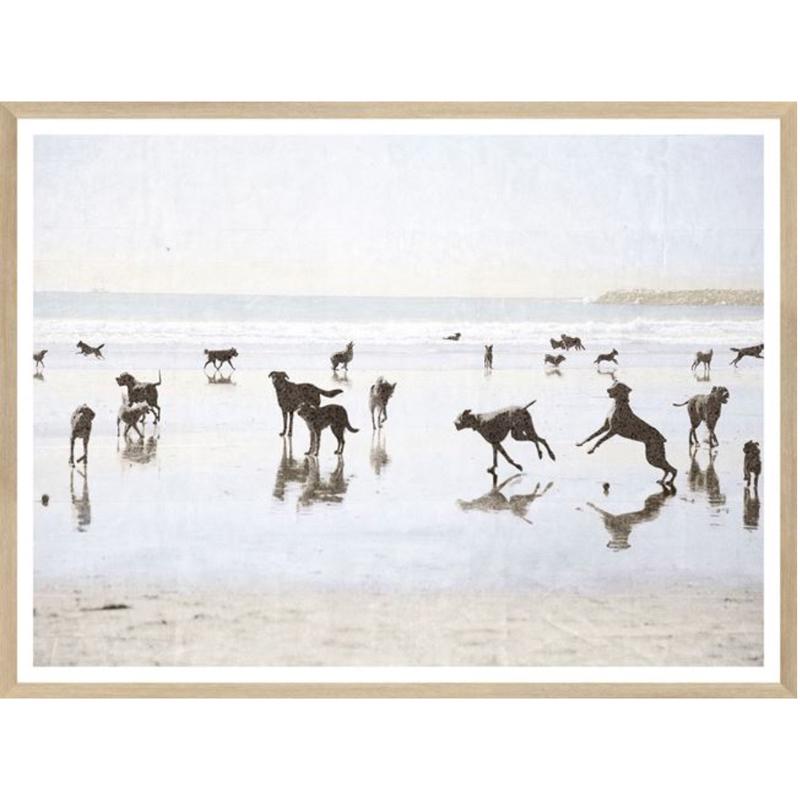 Dogs Day At The Beach