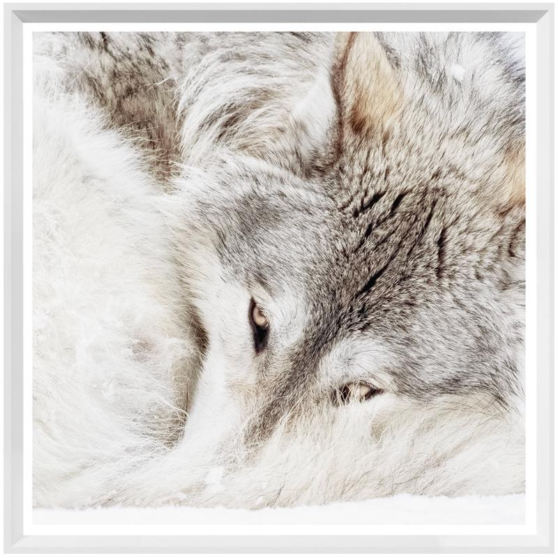Grey Wolf Art