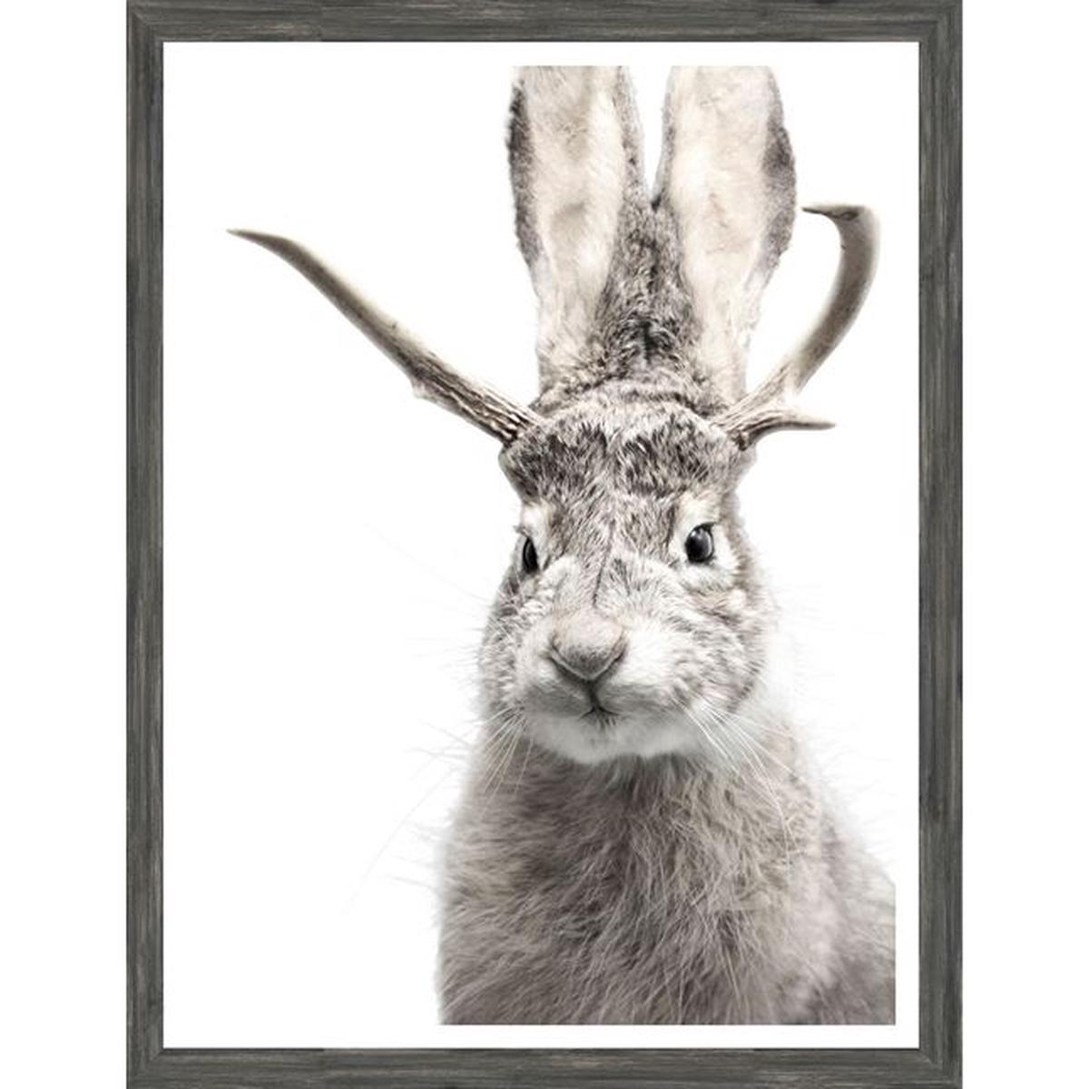 Jackalope - Grey | Large