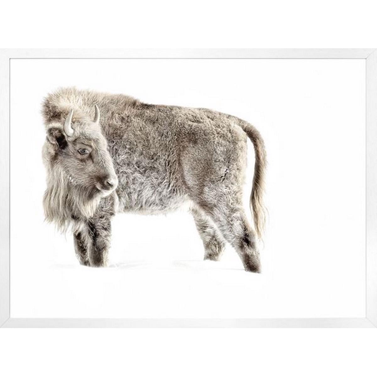 Juvenile Buffalo - White | Mini