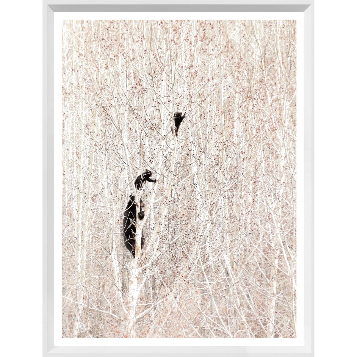 Bears in a Birch Forest - Oak | Small