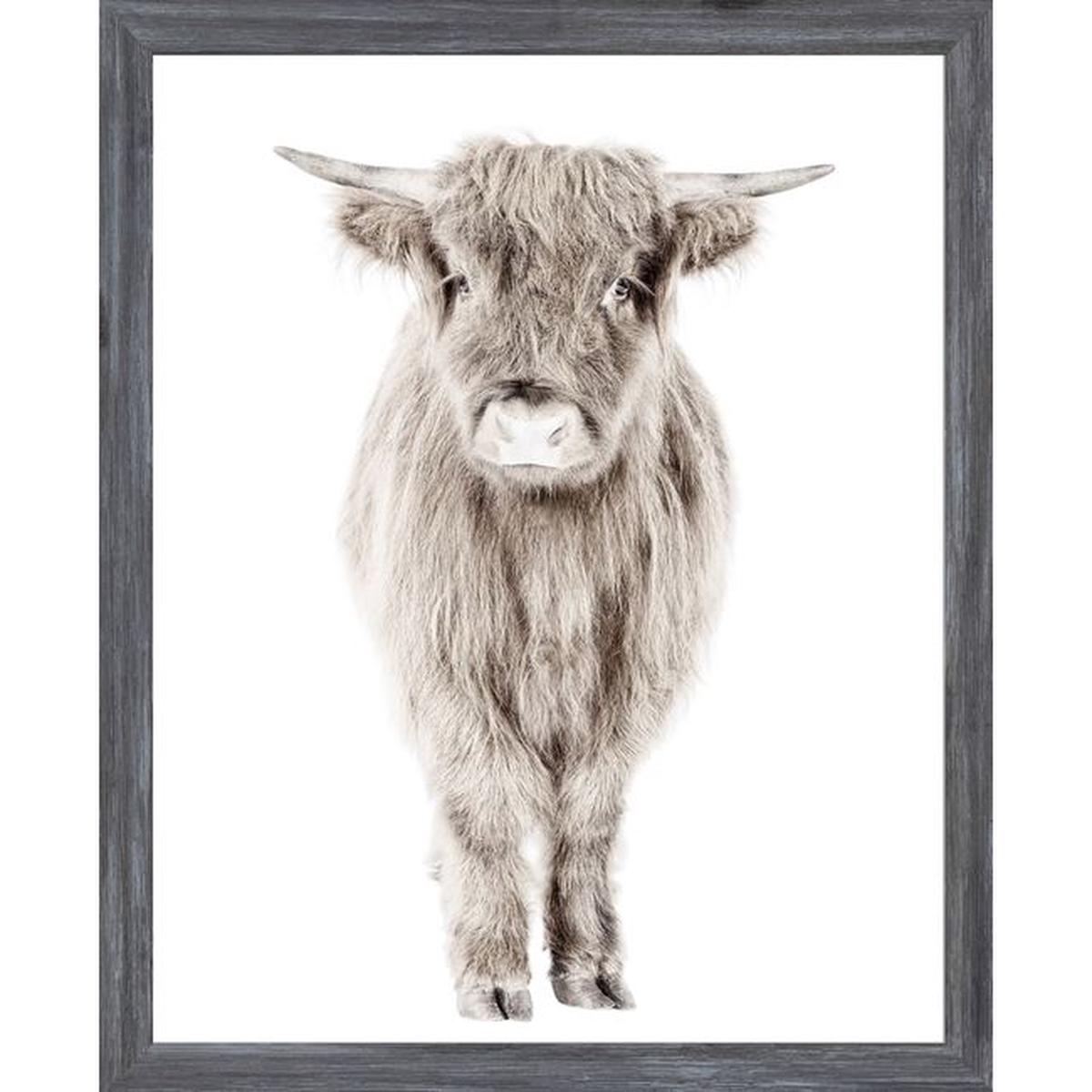 Highland Calf - Grey Frame | Mini