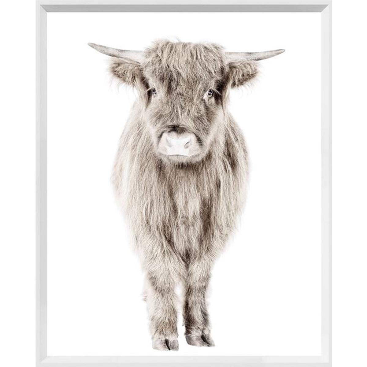 Highland Calf - White Frame | Mini