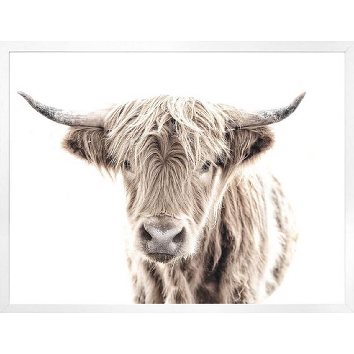 Highland Cow - White | Mini