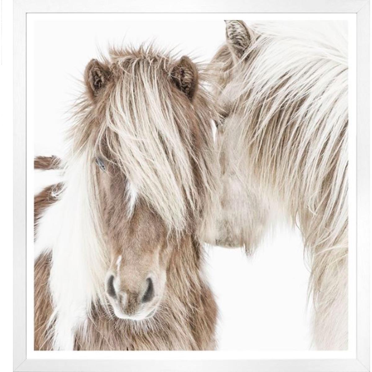 Icelandic Ponies - White | Large