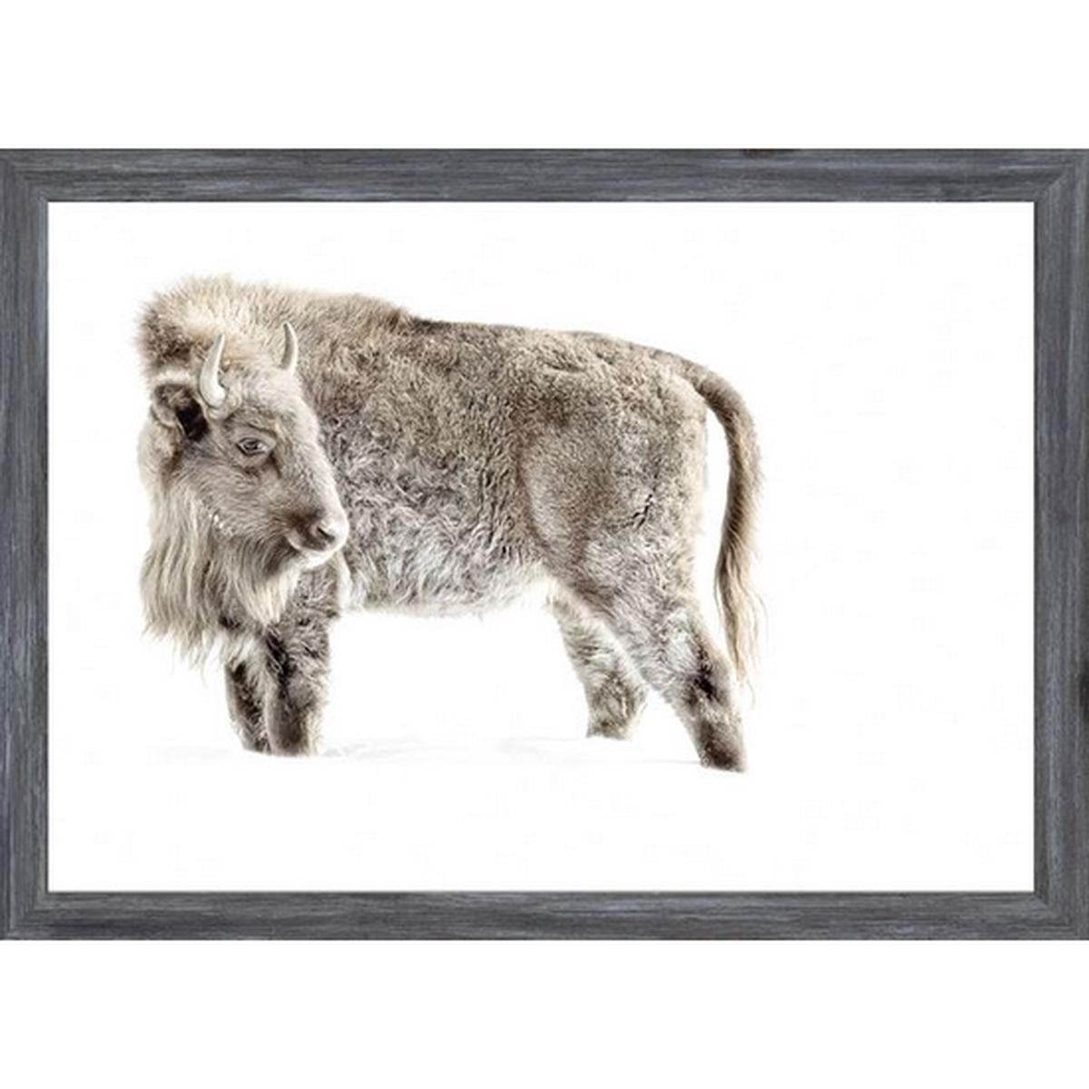 Juvenile Buffalo - Grey | Mini
