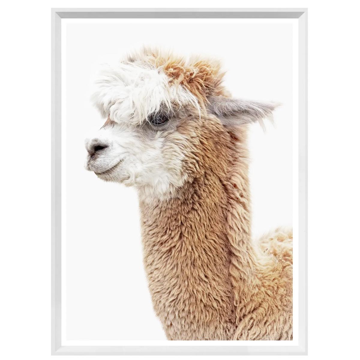 Llama Portrait- Mini - Large