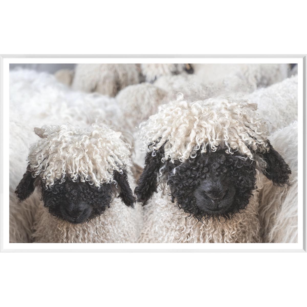 Valais Blacknose Sheep Art - White Frame | Large