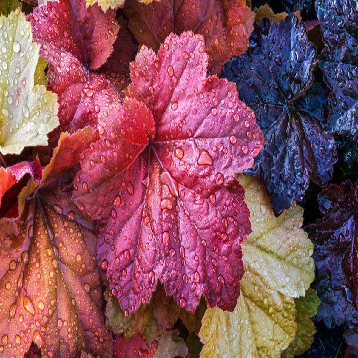 Fallen coral bells