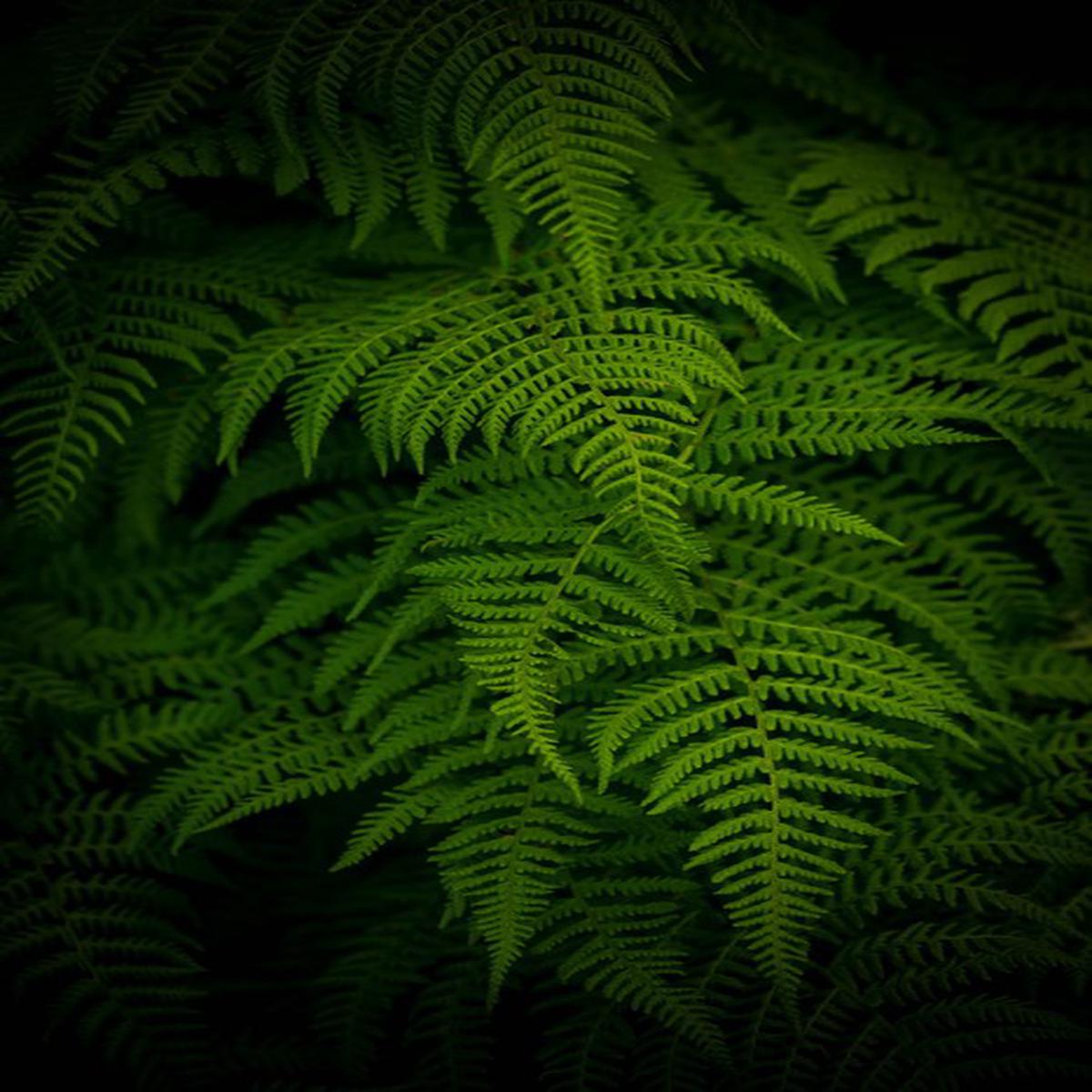 Ferns by night