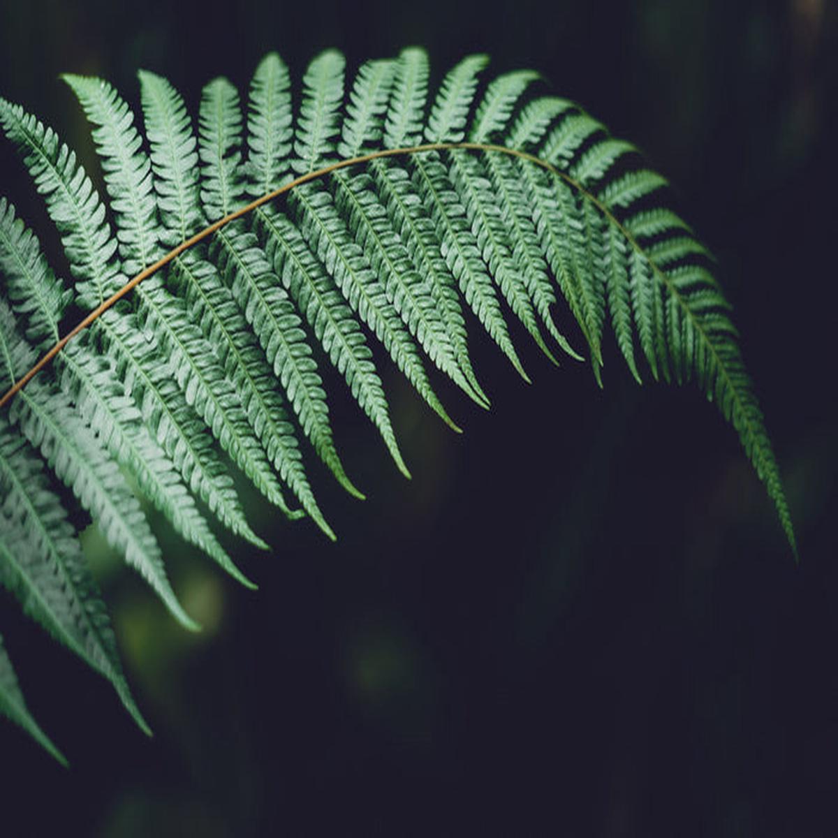 Fiddlehead frond