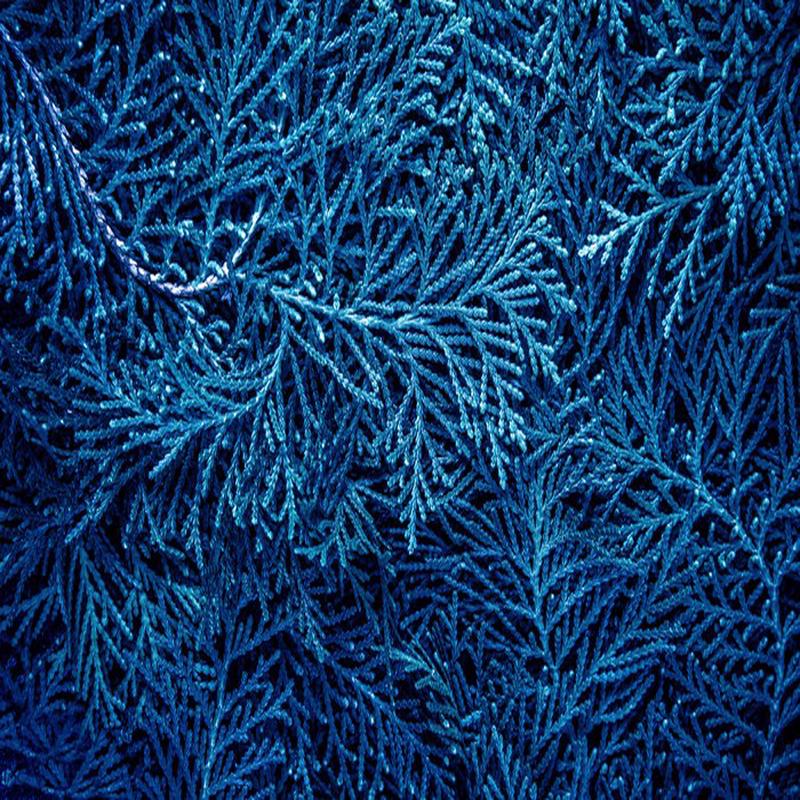 Forever in blue pines
