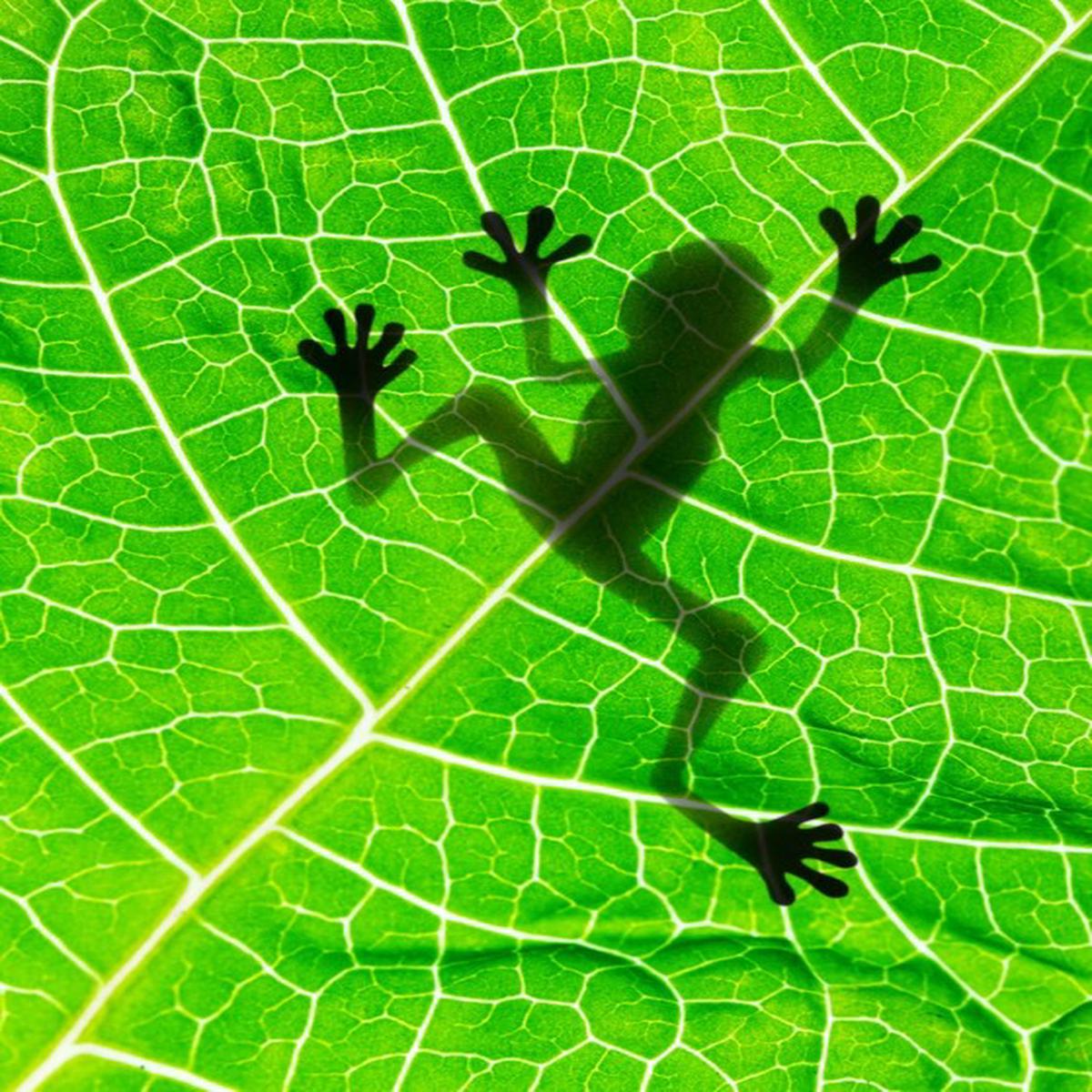 Frog on the leaf