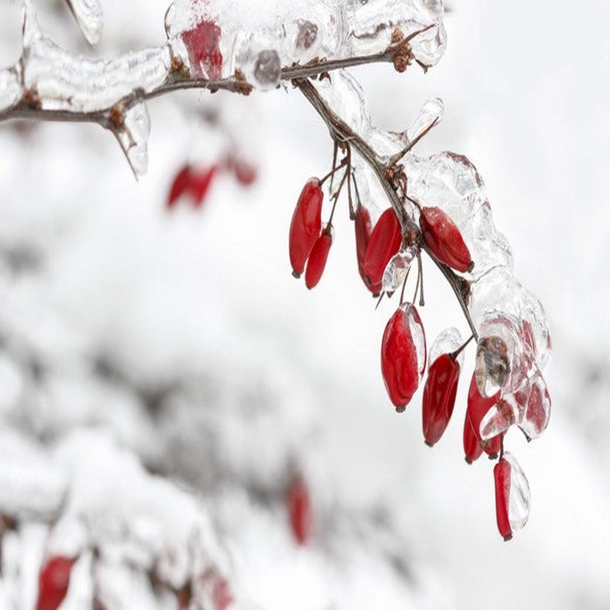 Frozen berberis