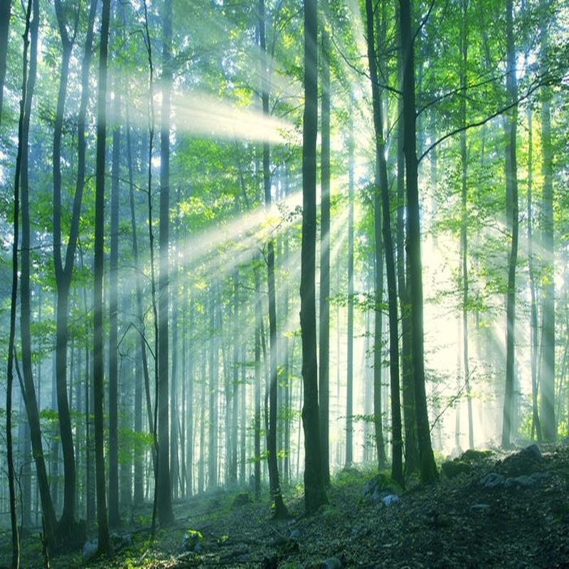 Green leaf light
