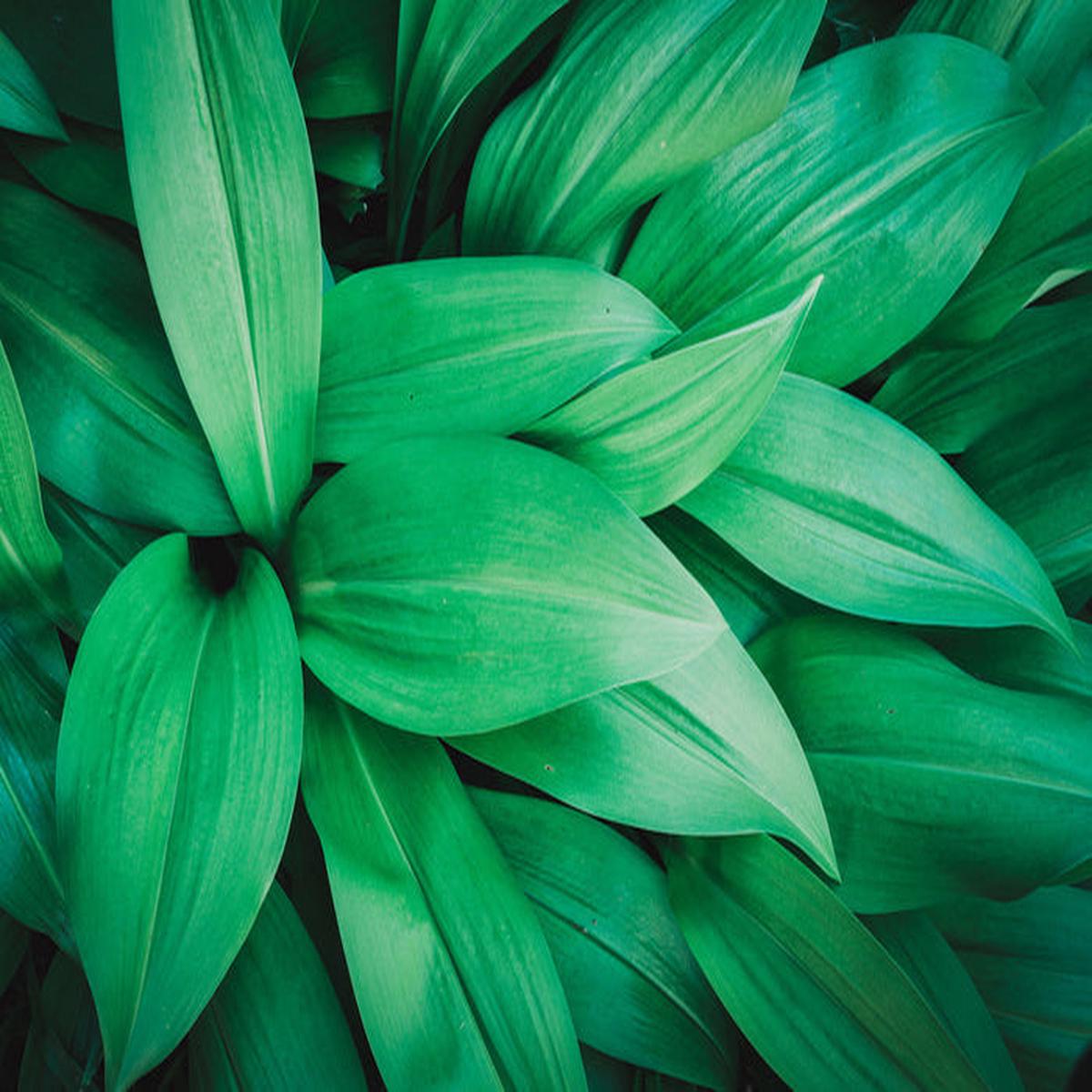 Lush leaves 1