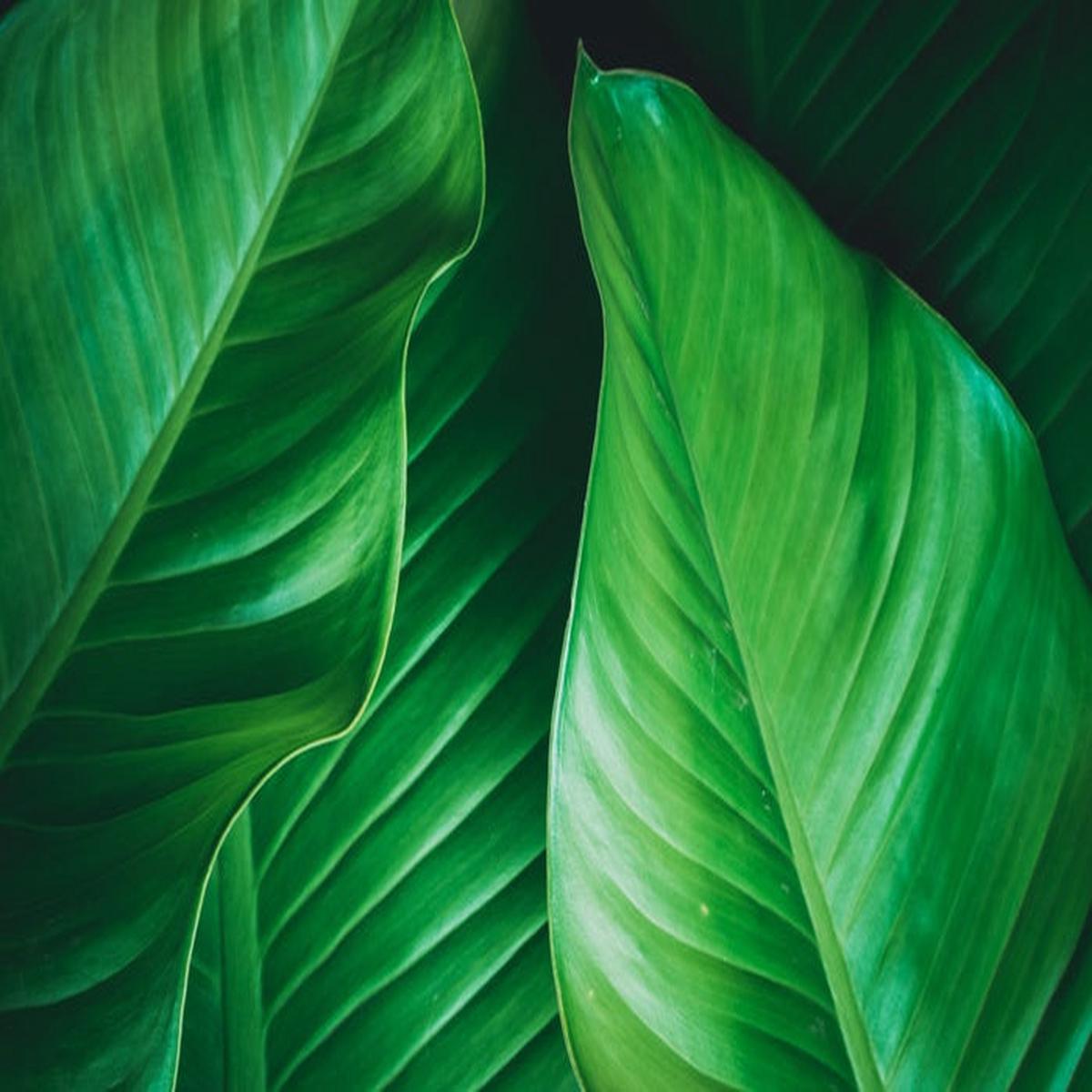 Lush leaves 2
