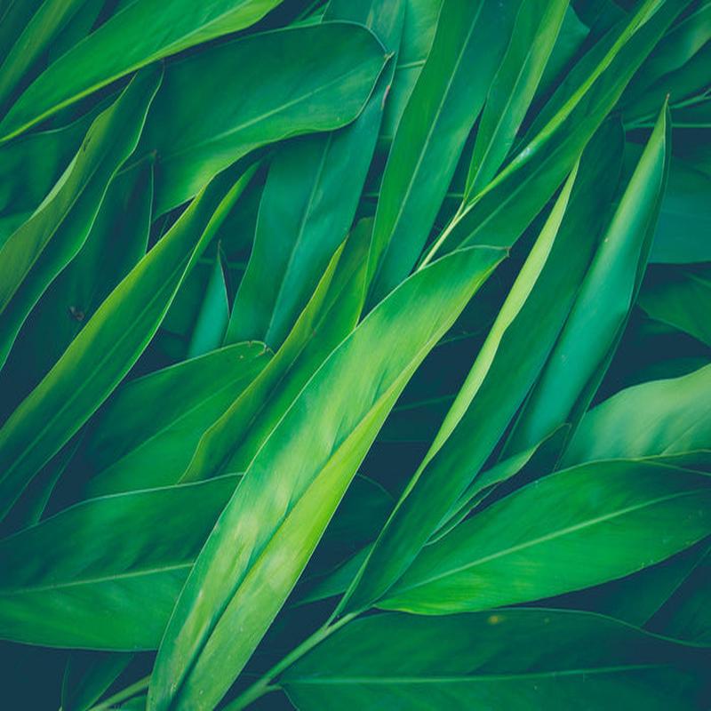 Lush leaves 3
