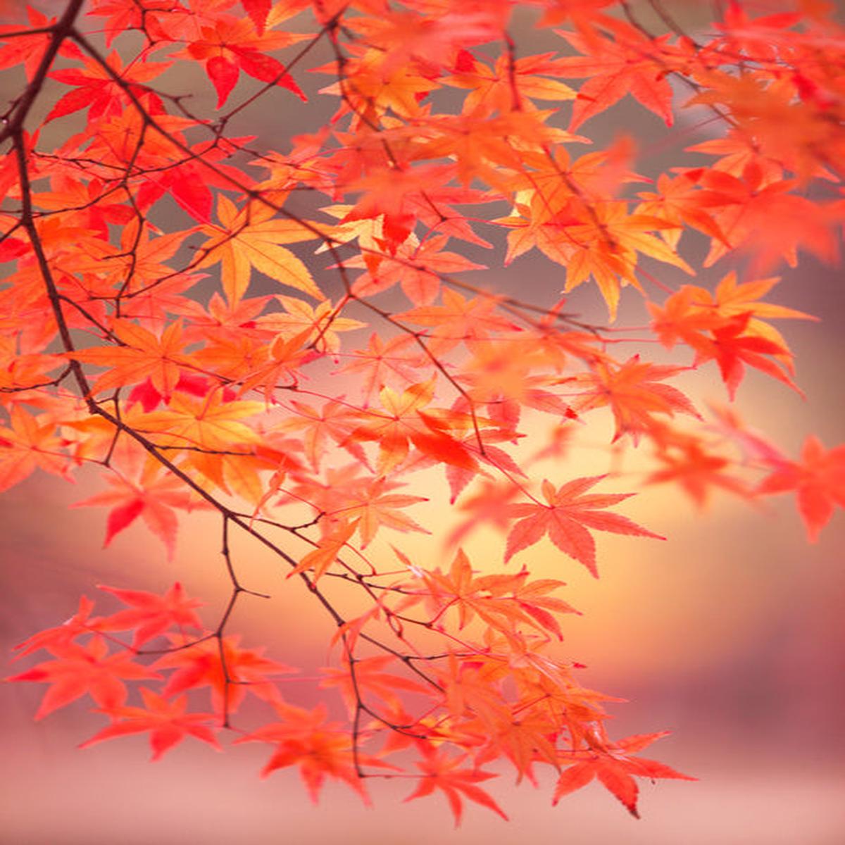 Maple leaf light