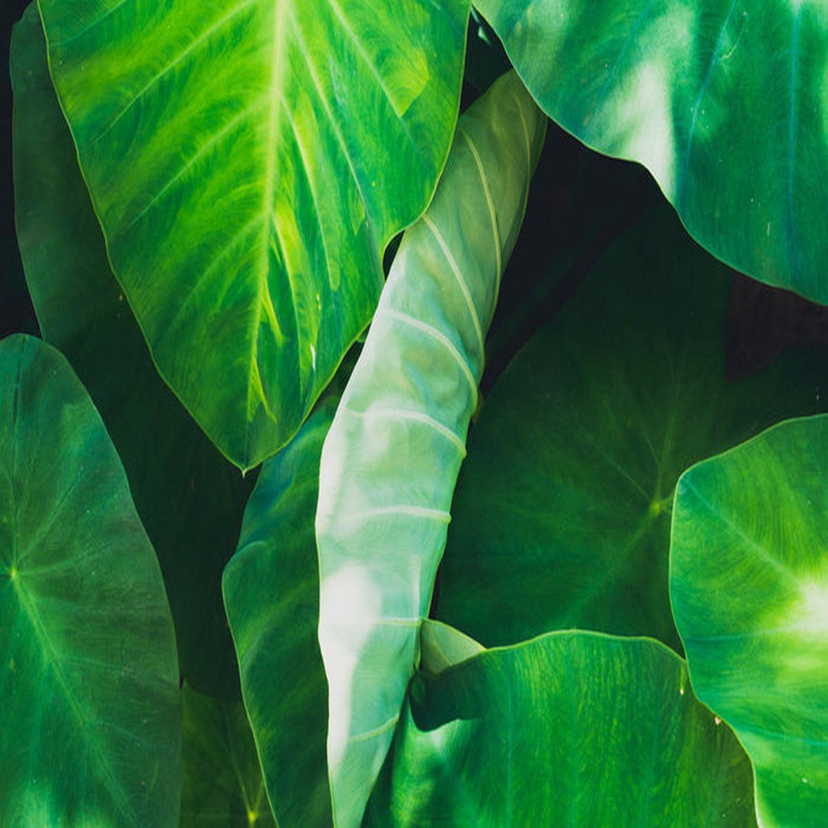 One leaf unturned
