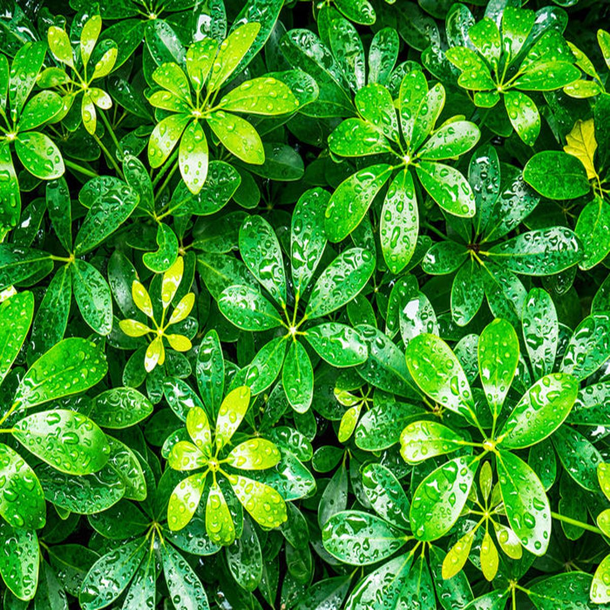 Showered in green