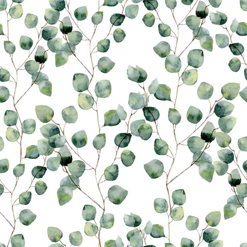 Silver eucalypts
