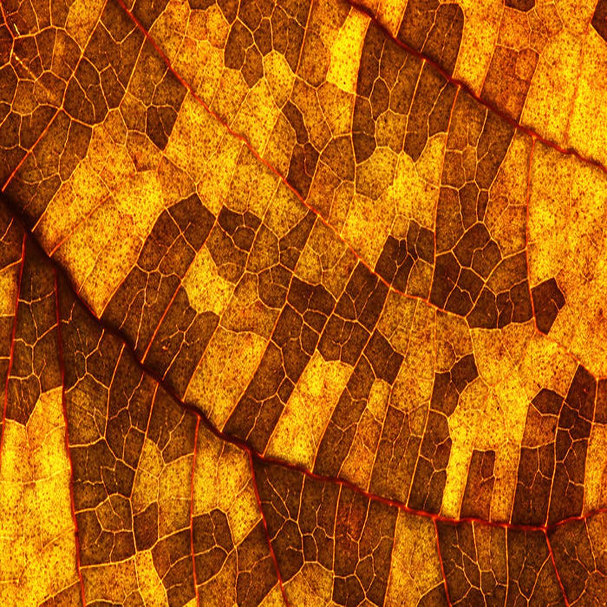 Skeleton leaf gold