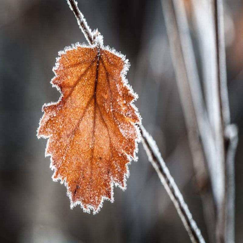 The last Autmn leaf