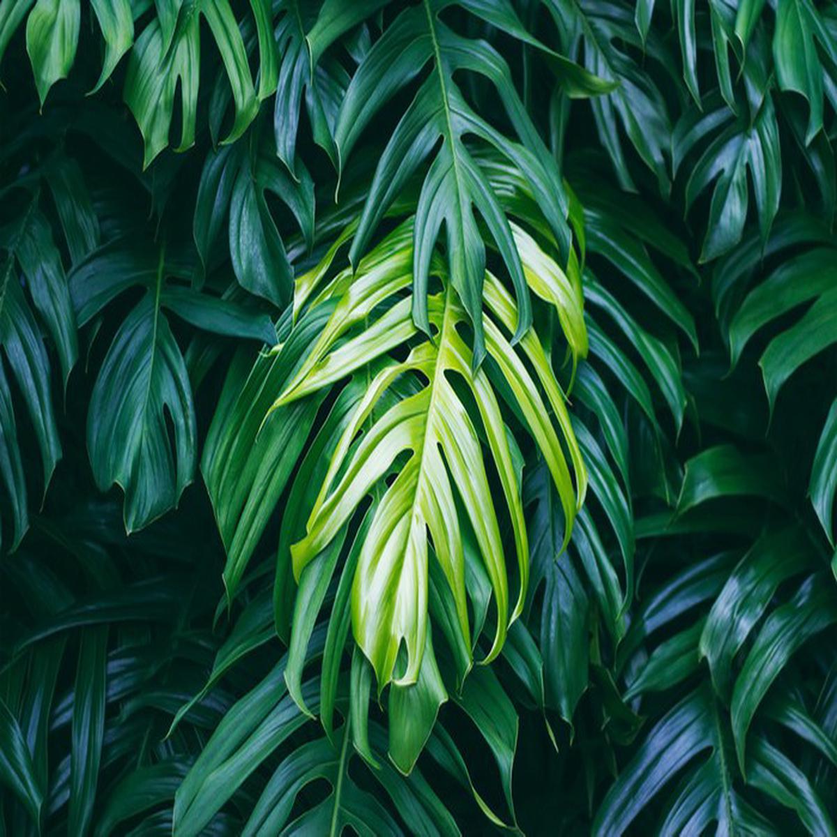 The lightest leaf
