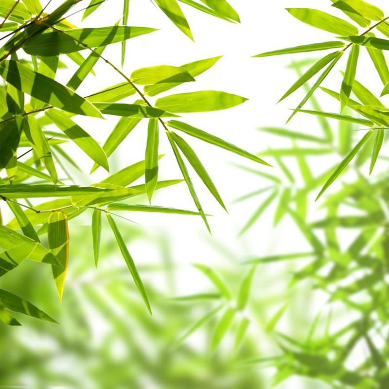 Bamboo leaves