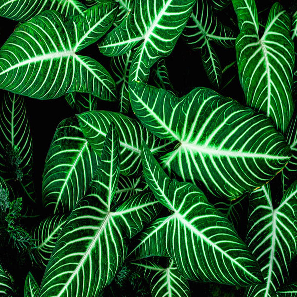 Frondly