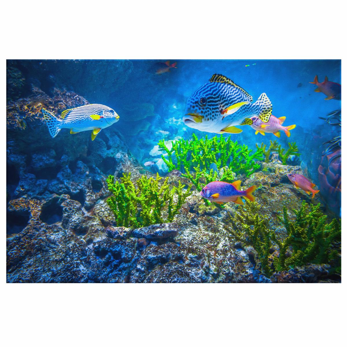 You Lookin' At Me? Tropical Fish Canvas Wall Art
