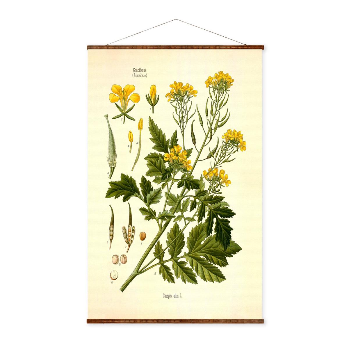 White Mustard Canvas - Vintage Botanical Print | Antique Plant Decor Scroll Art
