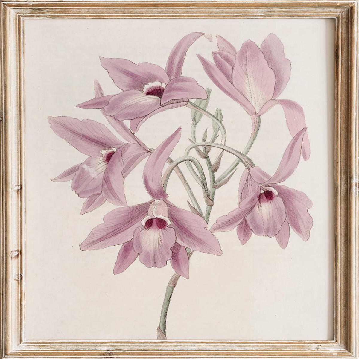 "Long-stalked Laelia" Art Print
